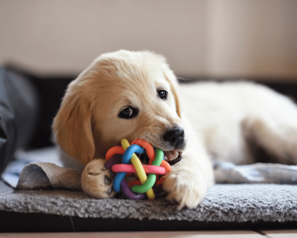 Small Dog Toys 101: The Best Options for Your Furry Friend