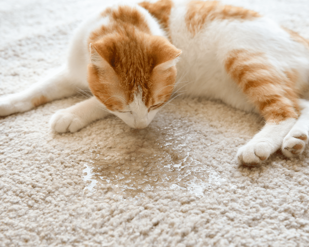 The Importance of Nature’s Miracle Stain and Odor Remover for Pet Owners